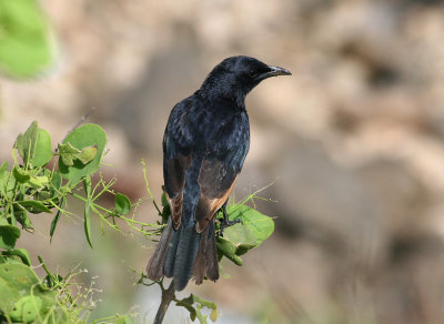 Tristram's Starling (Onychognathus tristramii)