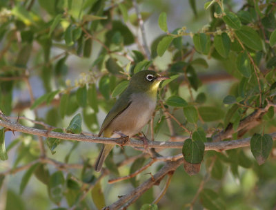 AbyssinianWhite-eye (Zosterops abbyssinicus)