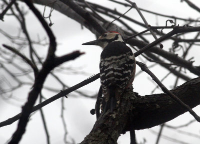 White-backed Woodpecker (Dendrocopus leucotos stejnegeri)