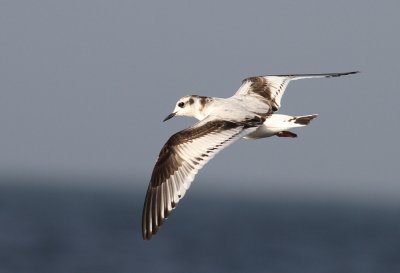 Little Gull (Hydrocoloeus minutus) - dvrgms