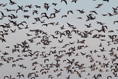 Barnacle Goose (Branta leucopsis) - vitkindad gs