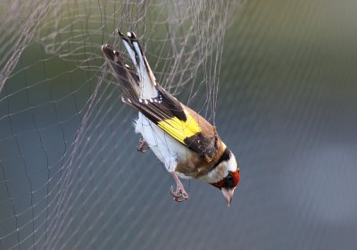 European Goldfinch (Carduelis carduelis)