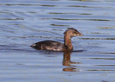 Pied-billed Grebe (Podilymbus podiceps) - tjocknbbad dopping