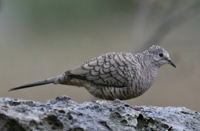 Inca Dove (Columbina inca)