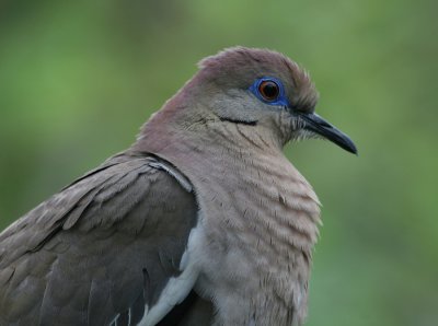 White-winged Dove (Zenaida asiatica)