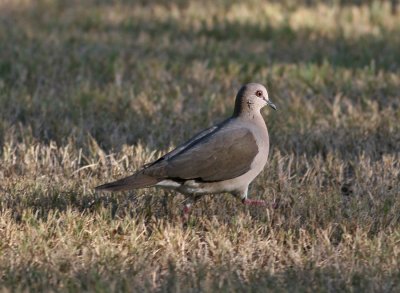White-tipped Dove (Leptotila verreauxi)