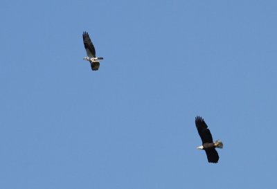 Bald Eagle (Haliaeetus leucocephalus) and Osprey