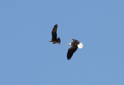 Bald Eagle (Haliaeetus leucocephalus) and Osprey