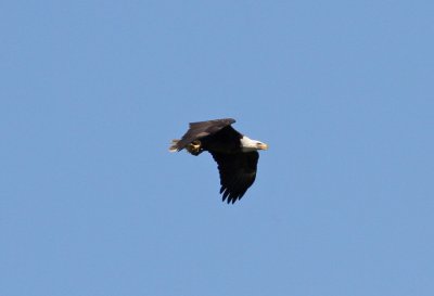 Bald Eagle (Haliaeetus leucocephalus)