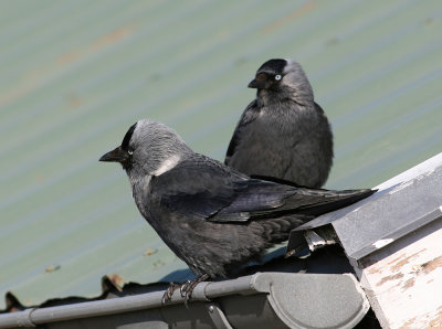 Jackdaw (Corvus monedula) - kaja