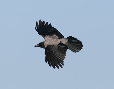 Hooded Crow (Corvus cornix) - Gråkråka