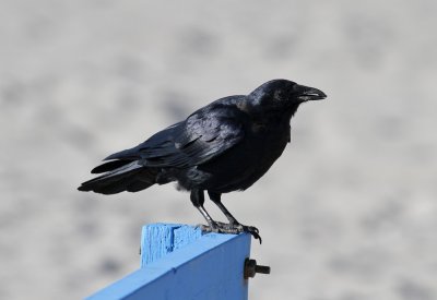 Fish Crow (Corvus ossifragus)