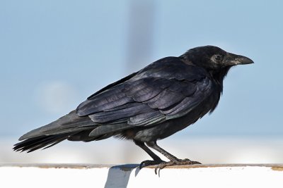 Fish Crow (Corvus ossifragus)