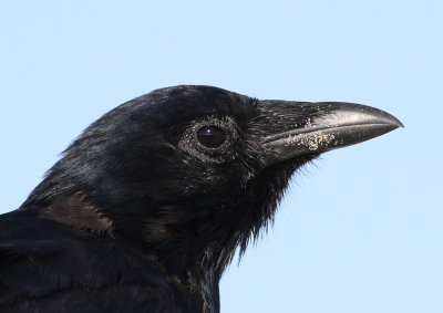 Fish Crow (Corvus ossifragus)