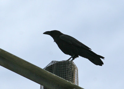 Chihuahuan Raven (Corvus cryptoleucus)
