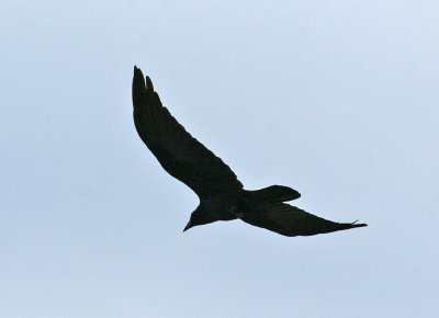 Chihuahuan Raven (Corvus cryptoleucus)