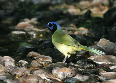 Green Jay (Cyanocorax yncas)