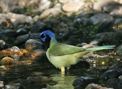 Green Jay (Cyanocorax yncas)