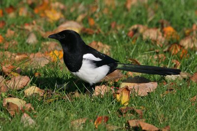 Eurasian Magpie (Pica pica)