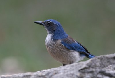 Western Scrub-Jay (Aphelocoma californica)