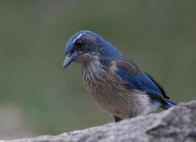 Western Scrub-Jay (Aphelocoma californica)