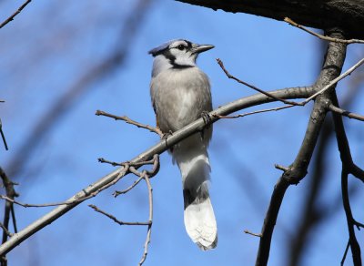Blue Jay (Cyanocitta cristata)