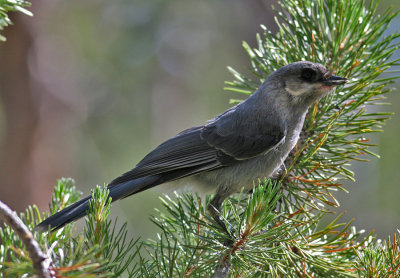 Gray Jay (Perisoreus canadensis)