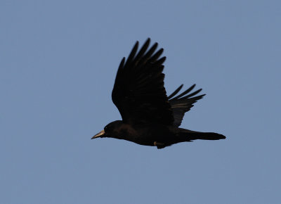Eastern Rook (Corvus frugilegus pastinator)