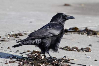 Carrion Crow (Corvus (corone) orientalis)