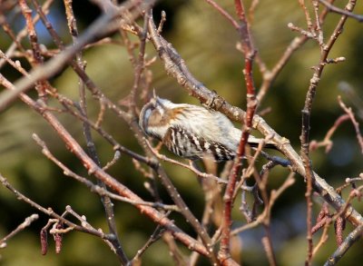 Japanese Pygmy Woodpecker (Yungipicus kizuki seebohmi)