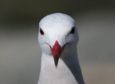 Heermann's Gull (Larus heermanni)