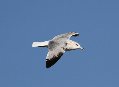 Ring-billed Gull (Larus delawarensis)