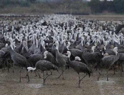 Hooded Crane (Grus monacha)