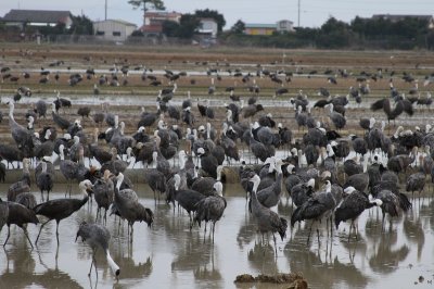 Hooded Crane (Grus monacha)