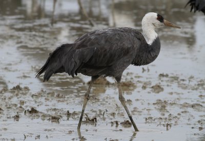 Hooded Crane (Grus monacha)