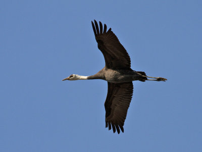 Hooded Crane (Grus monacha)