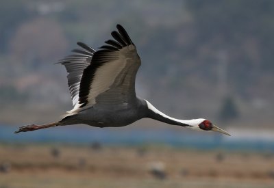 White-naped Crane (Grus vipio)