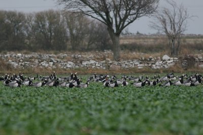 Red-breasted Goose (Branta ruficollis) with Barnacle Goose (Branta leucopsis)