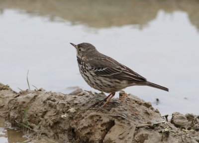 Buff-bellied Pipit (Anthus rubescens japonicus)