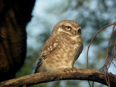 Spotted Owlet  (Athene brama) - Braminuggla