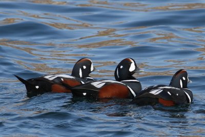 Harlequin Duck (Histrionicus histrionicus)