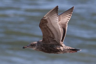 American Herring Gull (Larus smithsonianus)