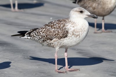 Great Black-backed Gull (Larus marinus)