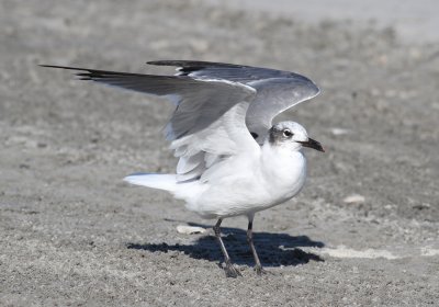 Laughing Gull (Larus atricilla)