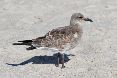 Laughing Gull (Larus atricilla)