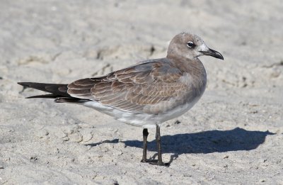 Laughing Gull (Larus atricilla)