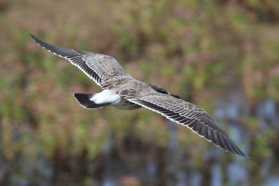 Laughing Gull (Larus atricilla)