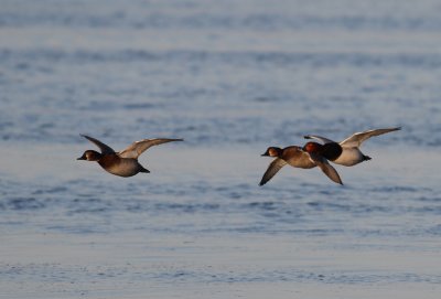 Common Pochard (Aythya ferina)