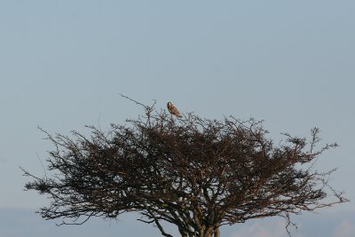 Short-eared Owl (Asio flammeus) - jorduggla