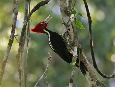 Pale-billed Wodpecker (Campephilus guatemalensis) 